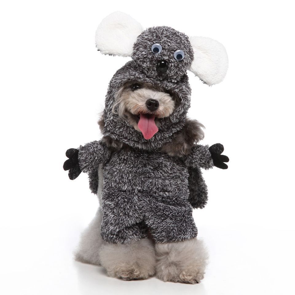 Lustige & süsse Hundekostüme – Perfekte Outfits für jeden Anlass